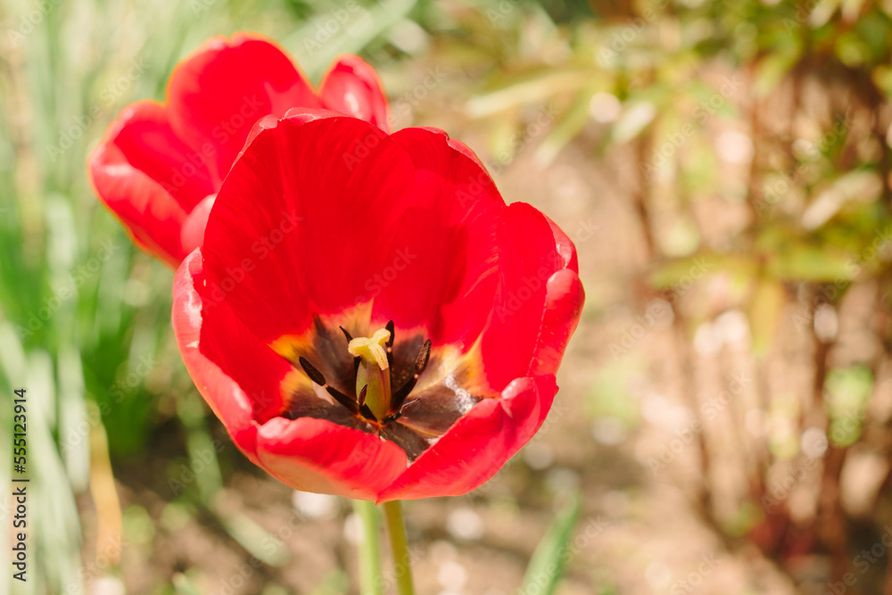Red tulips grow in spring garden on bright sunny day. Floriculture and horticulture Red tulips grow in spring garden on bright sunny day. Floriculture and horticulture