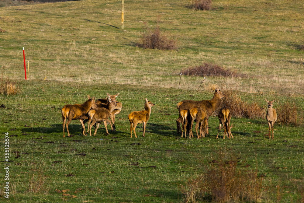 Sunset and deers in Capcir, Cerdagne, Pyrenees, France Sunset and deers in Capcir, Cerdagne, Pyrenees, France