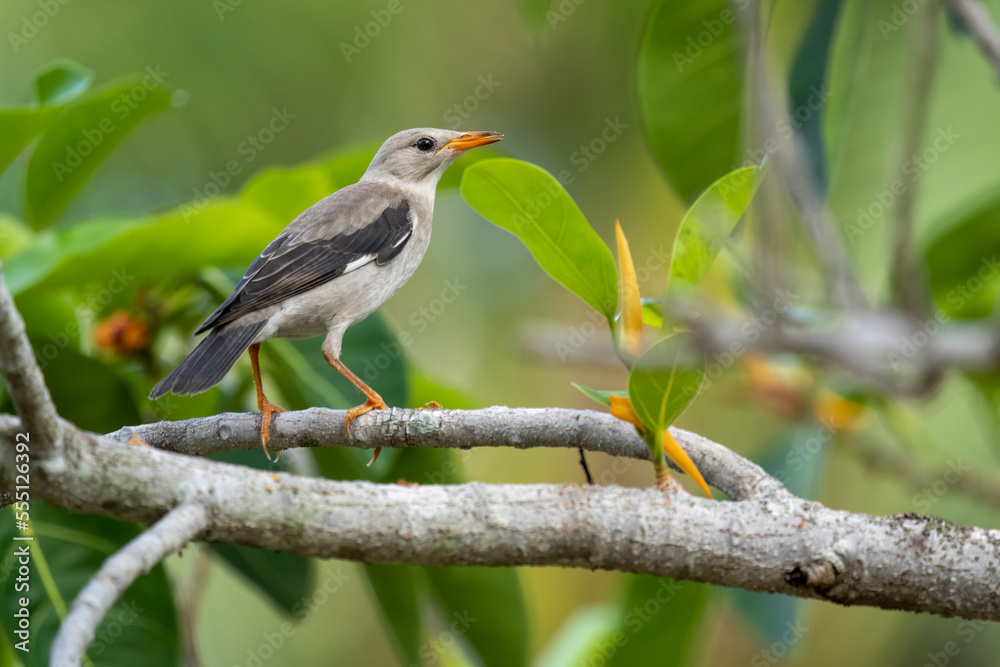 Fototapeta premium Close-up of red-billed starling (Spodiopsar sericeus) sitting on a branch