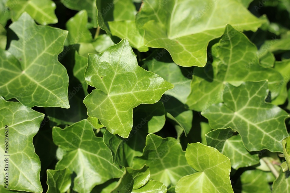 green leaves background green leaves background