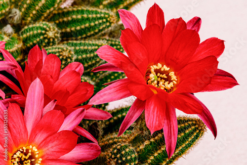 Chamaecereus silvestrii Cactus green plant with Pink red cactus flowers, close up. Bright red Echinopsis chamaecereus bloom. Lobivia silvestrii Cactus magenta flower photo