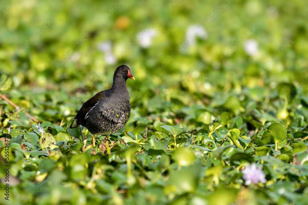 Close-up of a sitting / standing common moorhen with green backgorund Close-up of a sitting / standing common moorhen with green backgorund