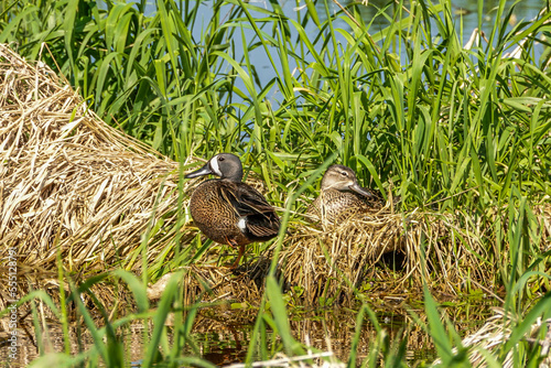 nesting ducks in grass photo