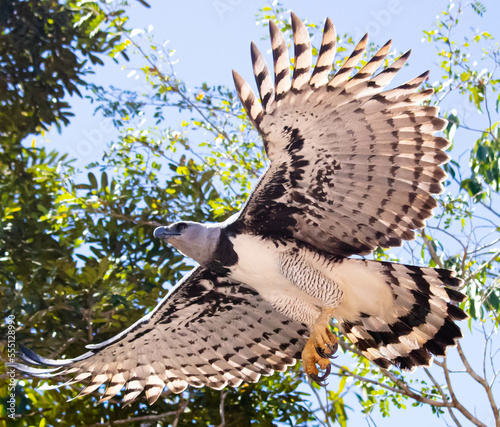 Great harpy eagle flying in the sky over the amazon