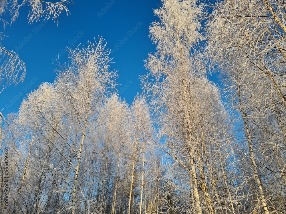 birch trees in winter