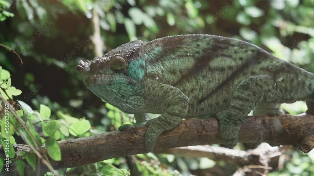 The great Parson's chameleon (Calumma parsonii) on a branch in tropical forest The great Parson's chameleon (Calumma parsonii) on a branch in tropical forest