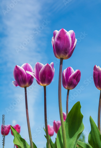 Purple tulips on blue sky background.