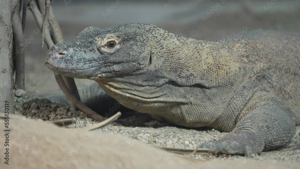 Head of alert Komodo dragon (Varanus komodoensis) watching carefully the surroundings Head of alert Komodo dragon (Varanus komodoensis) watching carefully the surroundings