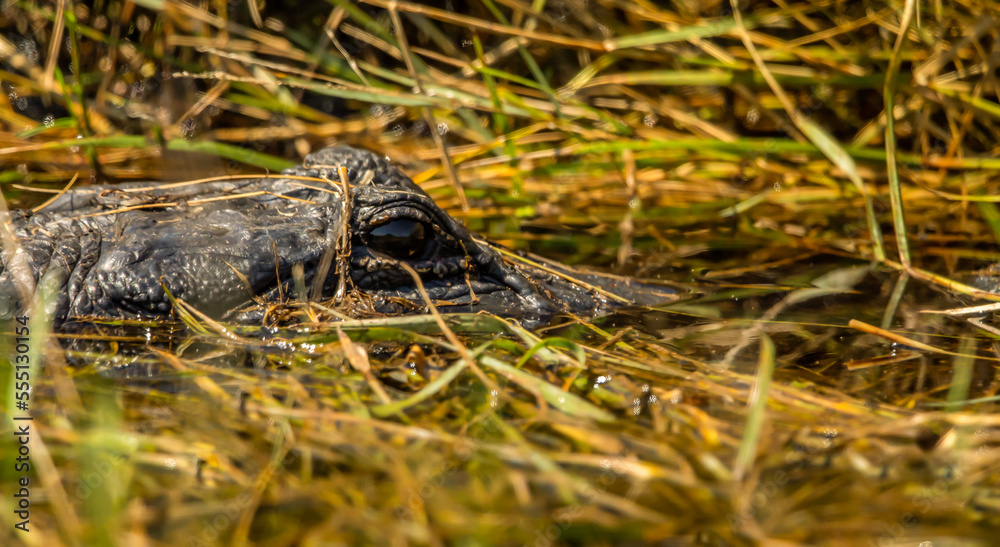 An alligator lurking in a marshy waters near the space center in cape Canaveral, FL. Digitally enhanced. Elements of this image furnished by NASA. An alligator lurking in a marshy waters near the space center in cape Canaveral, FL. Digitally enhanced. Elements of this image furnished by NASA.