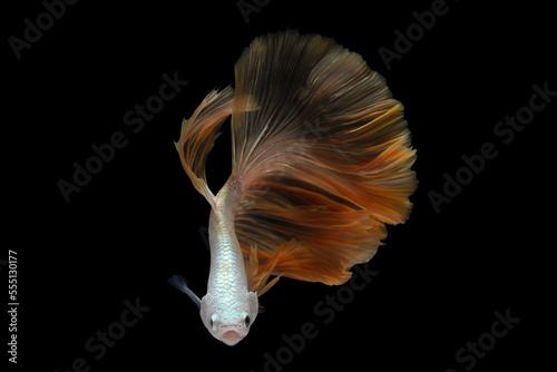 Yellow betta fish, siamese fighting fish on black background © halimqdn