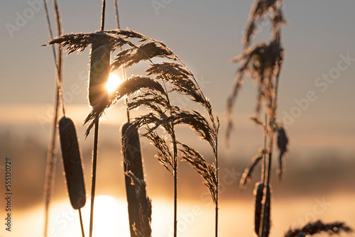 Broadleaf cattail in sunrise on beautiful winter morning sunrise. photo