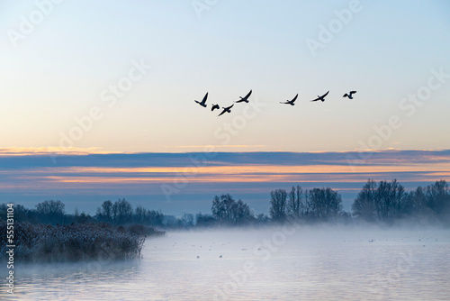 Geese flying over lake at sunrise the Netherlands.