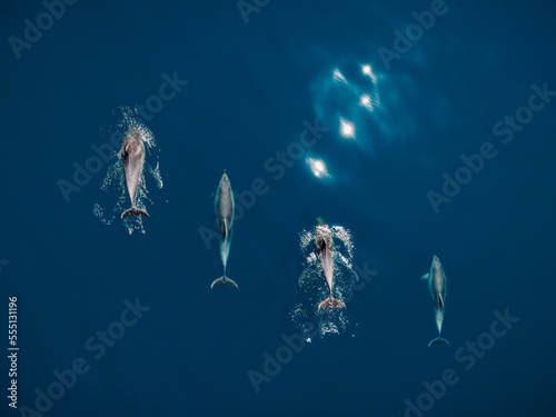 Aerial view of Bottlenose dolphins in blue sea water. Aquatic animals in Black sea © artifirsov