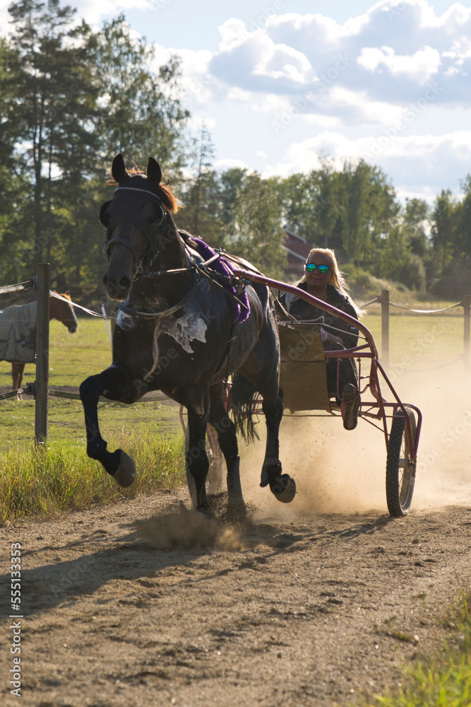 Lady trains a horse sitting in a sulky on a track Lady trains a horse sitting in a sulky on a track