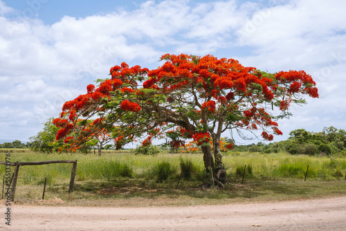 Bright red tree in countryside photo