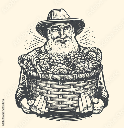 Farmer with a basket of grapes drawn in vintage engraving style. Viticulture, vineyard sketch. Vector illustration