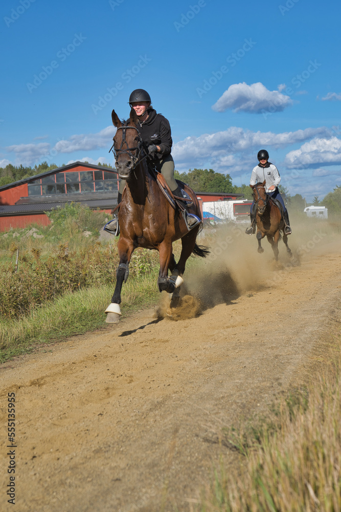 Lady trains a horse sitting in a sulky on a track Lady trains a horse sitting in a sulky on a track