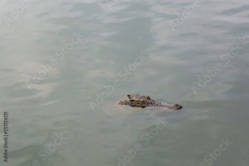 Close up head crocodile is show head in river