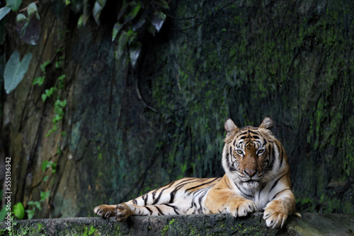 Close up Indochinese tiger is beautiful animal and dangerous in forest