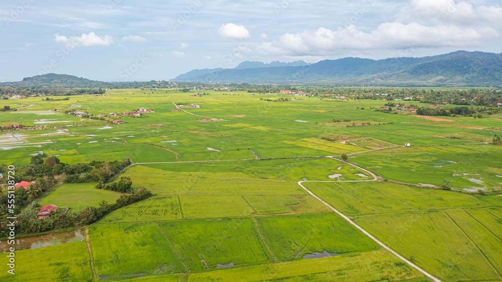 Aerial view over green lush paddy field at the sunset valley Langkawi, Malaysia. Blue sky with white clouds on the horizon. Endless rice field, agriculture on the tropical malaysian island Langkawi