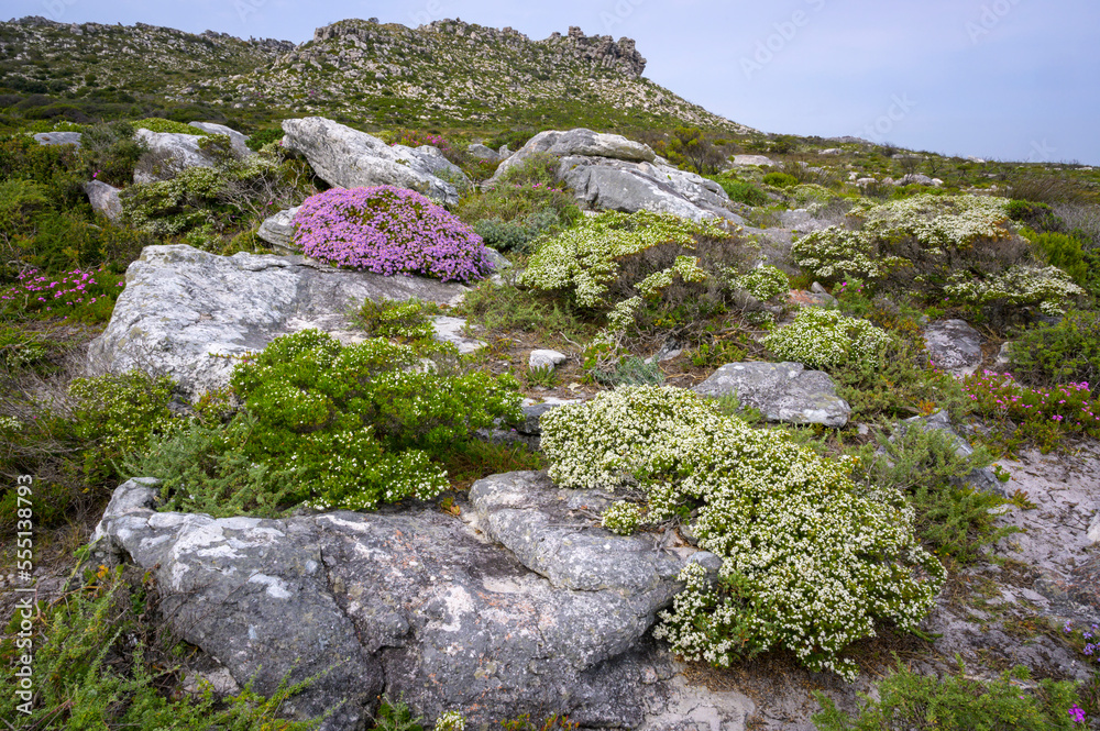 Flowers and vegetation in landscape near cape of good hope, Table mountain national park, South Africa. Flowers and vegetation in landscape near cape of good hope, Table mountain national park, South Africa.