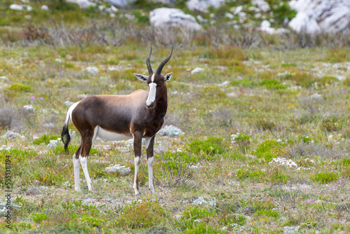 Blesbok or Bontebok (Damaliscus pygargus) standing in grass, cape of good hope, Table mountain national park, South Africa. photo