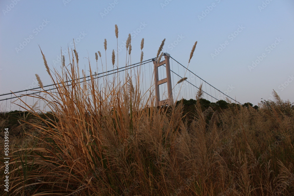 Fototapeta premium reeds in the wind