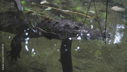 Alligator floating at the surface of the water