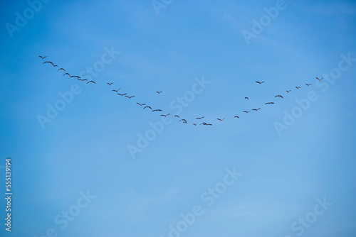 A flock of birds flies in a V shape. on the background of the blue sky