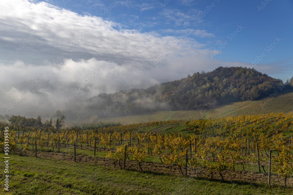 View of vineyards in autumn in Piedmont, Italy