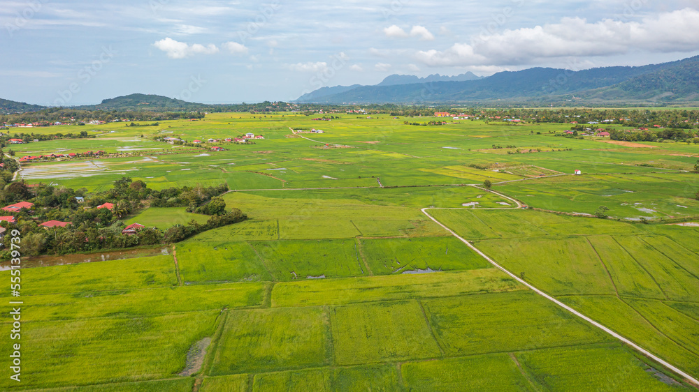 Aerial view over green lush paddy field at the sunset valley Langkawi, Malaysia. Blue sky with white clouds on the horizon. Endless rice field, agriculture on the tropical malaysian island Langkawi