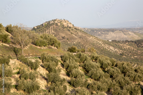 Olive Trees in Sierra Magina National Park, Jaen, Spain
