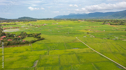 Aerial view over green lush paddy field at the sunset valley Langkawi  Malaysia. Blue sky with white clouds on the horizon. Endless rice field  agriculture on the tropical malaysian island Langkawi