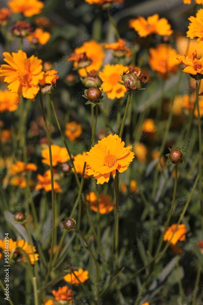 Orange flowers in the garden