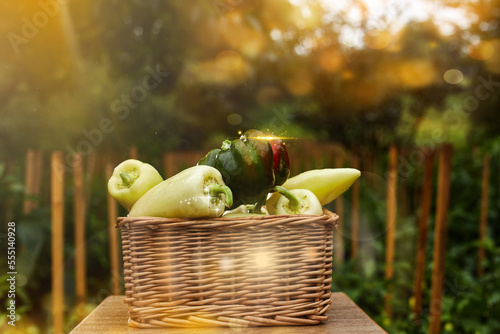  fresh ratunda peppers in a basket picked in the garden with their own hands decorative photo creative photo. High quality photo photo