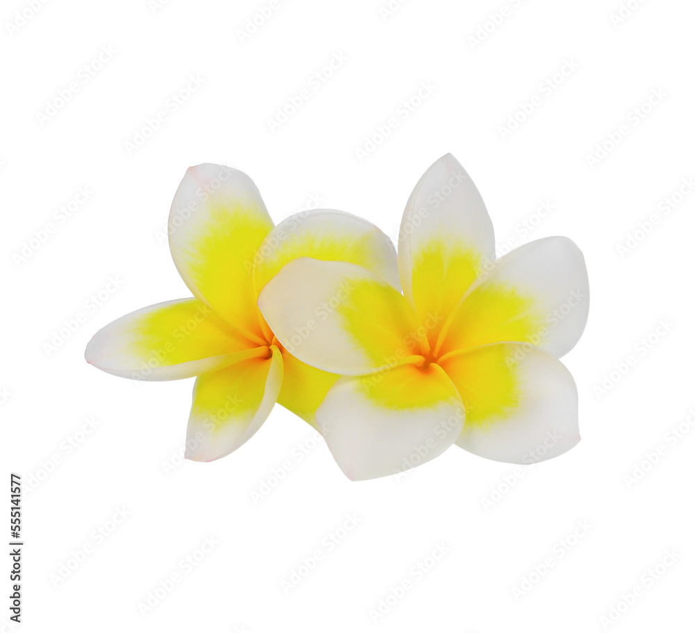 Obraz premium Frangipani Flower or Plumeria on transparent , png.