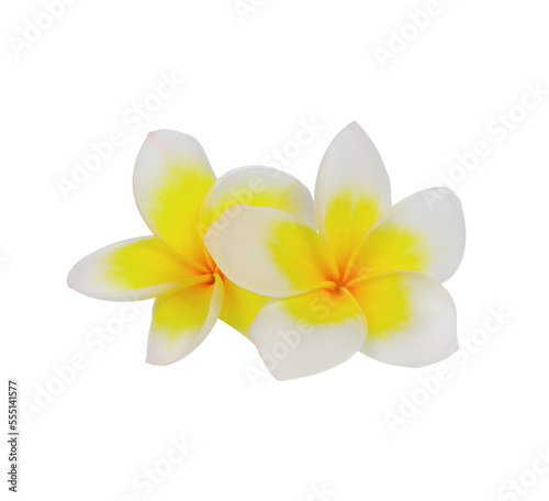 Frangipani Flower or Plumeria on transparent , png.