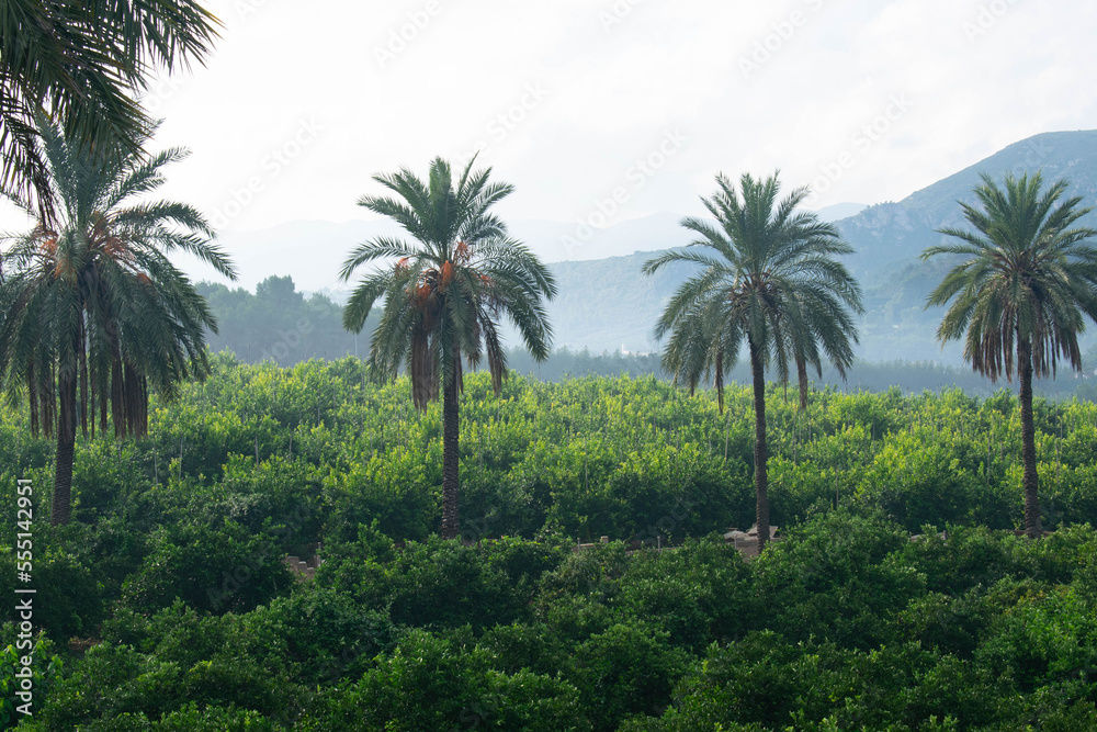 Line of palm trees in a plantation. The palm trees are very tall and stand out a lot among the crops, in the background there are mountains