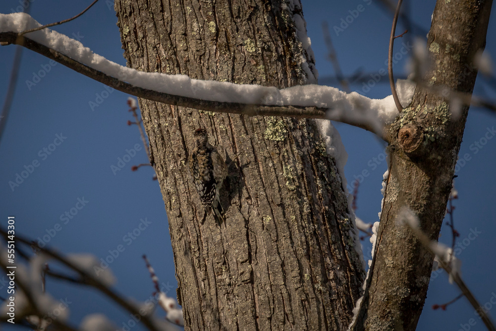 Yellow-bellied Sapsucker clings to a tree trunk