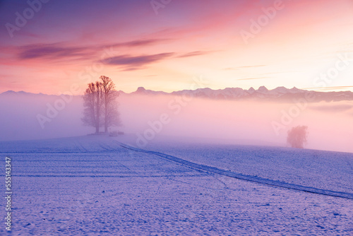 tilia tree standing in mist during winter with a colorful sunset on Ballenbühl in Emmental photo