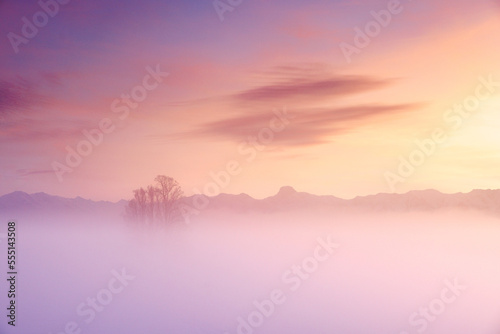 tilia tree standing in mist with Stockhorn ridge in the background during a colorful sunset