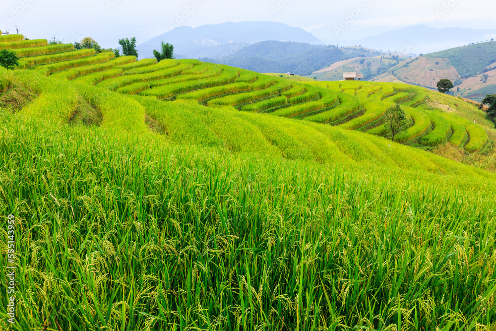 Close-up aers of rice seeds in ear of paddy. at rice terraces Pa Bong Piang, Chaing Mai North of Thailand