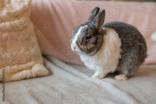 Portrait of an elderly and blind rabbit inside the house
