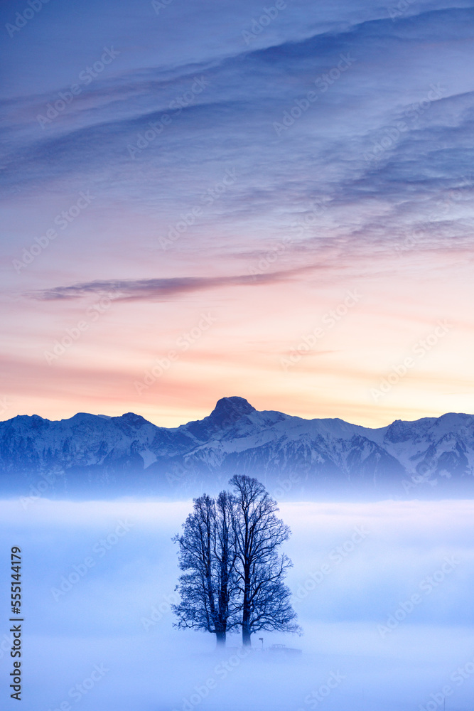 lone tilia tree standing out from a sea of fog during blue hour in winter on Ballenbühl in Emmental