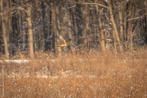 Female Northern Harrier hunts over the meadow