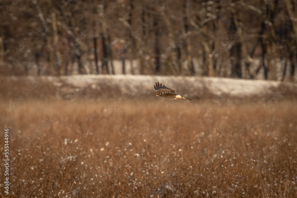 Female Northern Harrier hunts over the meadow Female Northern Harrier hunts over the meadow