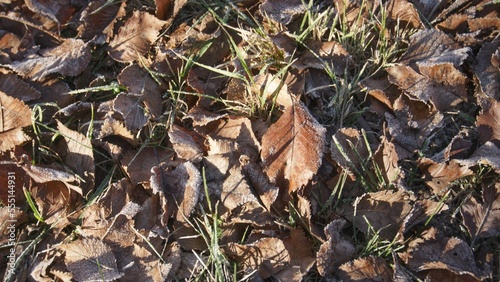 texture of brown leaves