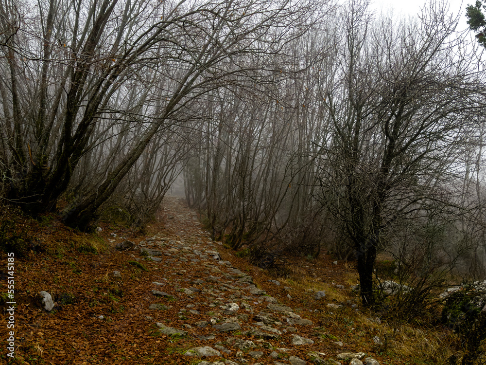 Fototapeta premium dense forest and mysterious, foggy landscapes