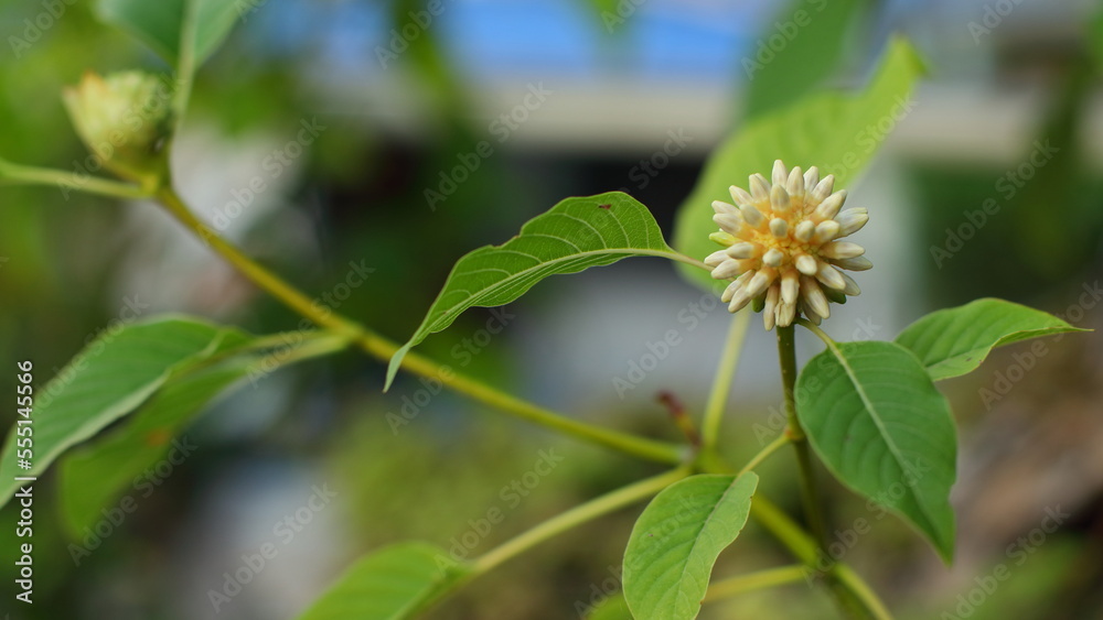 Mitragyna speciosa Korth flower is an endemic plant in brineo Mitragyna speciosa Korth flower is an endemic plant in brineo
