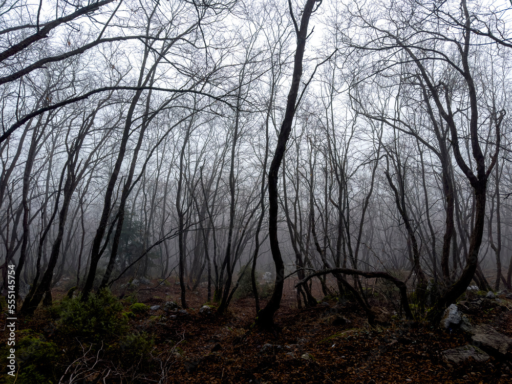 dense forest and mysterious, foggy landscapes dense forest and mysterious, foggy landscapes
